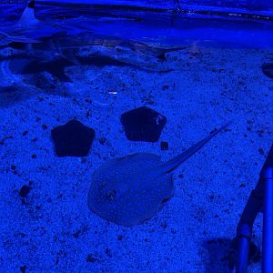 bluespotted ribbontail ray (taeniura lymma) - BX Sea