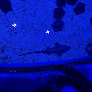 brownbanded bamboo shark (chiloscyllium punctatum) - BX Sea