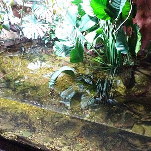 Tropikariet - Congo River - Crocodile exhibit #2