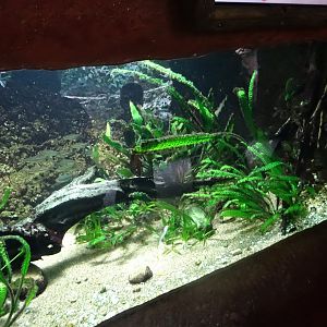 Tropikariet - Congo River - Puffer tank