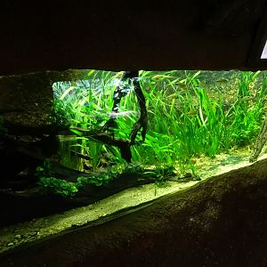 Tropikariet - Congo River - Lungfish tank