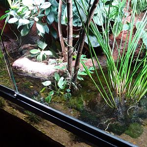 Tropikariet - Congo River - Turtle exhibit