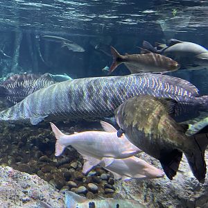 pirarucu (arapaima gigas) & friends - BX Sea