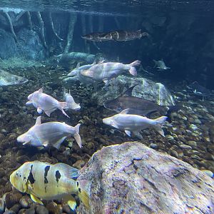 albino iridescent shark (pangasianodon hypophthalmus) & paroon shark (pangasius sanitwongsei) - BX Sea