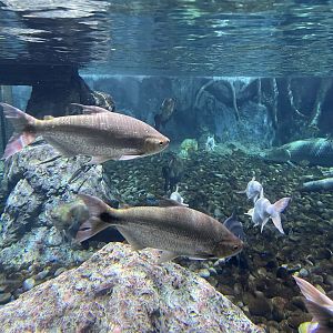 piraputanga (brycon hilarii) - BX Sea