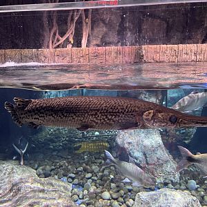aligator gar (atractosteus spatula) - BX Sea