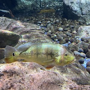 xingu peacock bass (cichla melaniae) - BX Sea