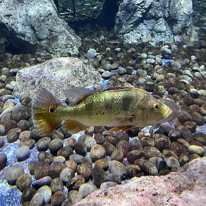 tucanare peacock bass (cichla monoculus) - BX Sea