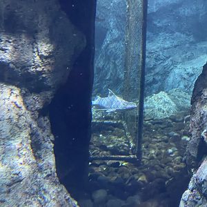 quarantined piraiba catfish (brachyplatystoma filamentosum) - BX Sea