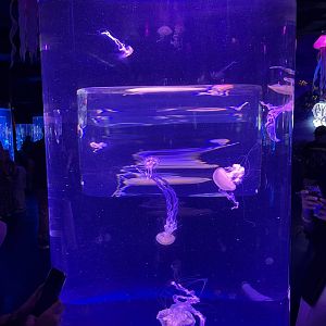 indonesian sea nettle (chrysaora chinensis) (1) - BX Sea