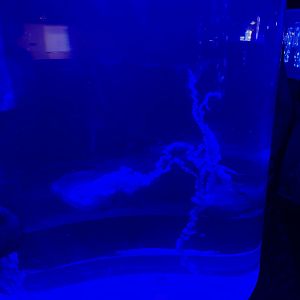 indonesian sea nettle (chrysaora chinensis) (2) - BX Sea