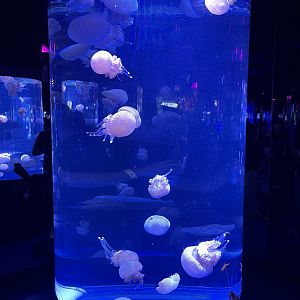 white-spotted jellyfish (phyllorhiza punctata) - BX Sea