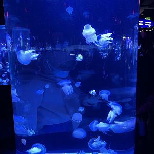 river jellyfish (acromitus flagellatus) - BX Sea