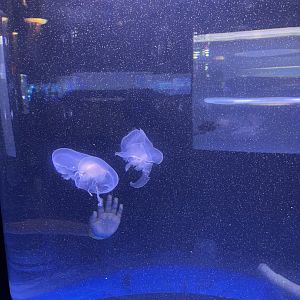 moon jellyfish (aurelia labiata) - BX Sea