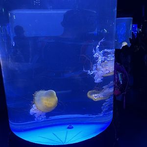 pacific sea nettle (chrysaora fuscescens) - BX Sea