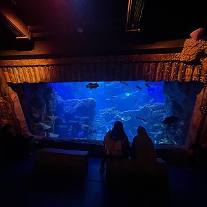 main aquarium viewing (1) - BX Sea