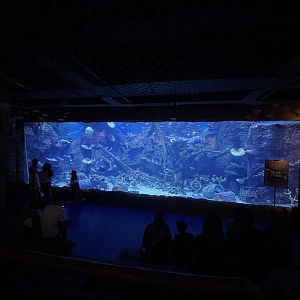 main aquarium viewing (2) - BX Sea