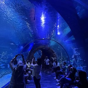 tunnel at main aquarium (1) - BX Sea