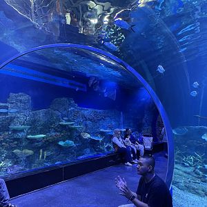 tunnel at main aquarium (2) - BX Sea