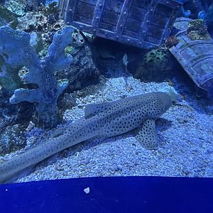 zebra shark (stegostoma tigrinum) - BX Sea