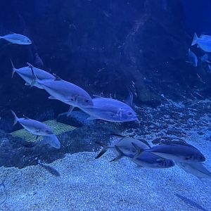 bigeye trevallies (caranx sexfasciatus) - BX Sea