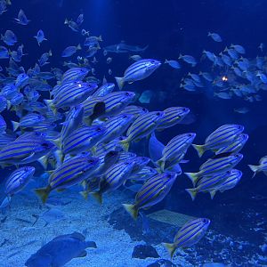 blue-and-gold snappers (lutjanus viridis) - BX Sea