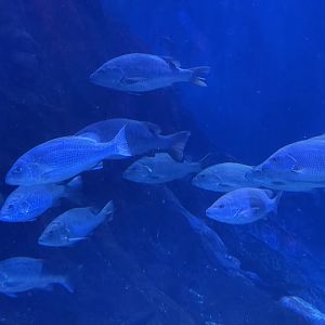 mangrove jacks (lutjanus argentimaculatus) - BX Sea