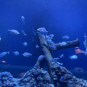 streaked spinefoots (siganus javus) - BX Sea