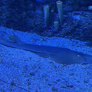 common shovelnose ray (glaucostegus typus) - BX Sea