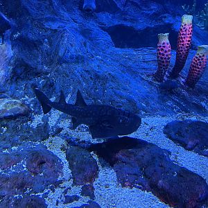 bowmouth guitarfish (rhina ancylostoma) - BX Sea