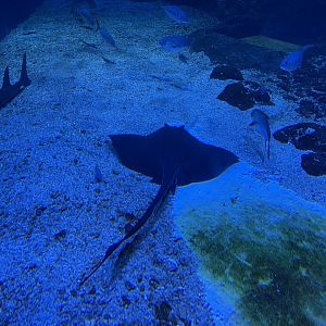 cowtail stingray (pastinachus sephen) - BX Sea