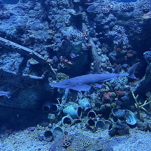 white-spotted wedgefish (rhynchobatus australiae) (2) - BX Sea