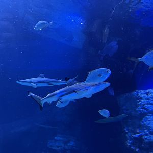 blacktip reef shark (carcharhinus melanopterus) (2) - BX Sea