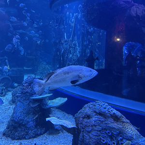 orange-spotted grouper (epinephelus coioides) - BX Sea