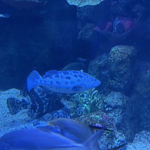potato grouper (epinephelus tukula) - BX Sea