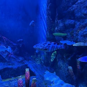 brown-marbled grouper (epinephelus fuscoguttatus) x giant grouper (epinephelus lanceolatus) - BX Sea