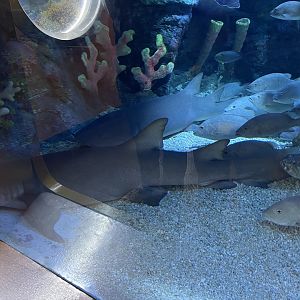 tawny nurse shark (nebrius ferrugineus) - BX Sea