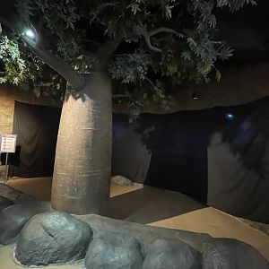 upcoming african penguin (spheniscus demersus) exhibit - BX Sea