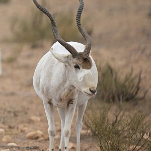 Addax (Addax nasomaculatus)
