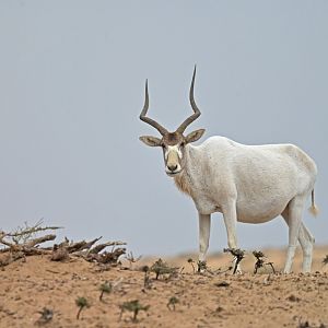 Addax (Addax nasomaculatus)
