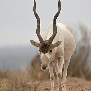 Addax (Addax nasomaculatus)
