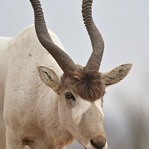 Addax (Addax nasomaculatus)