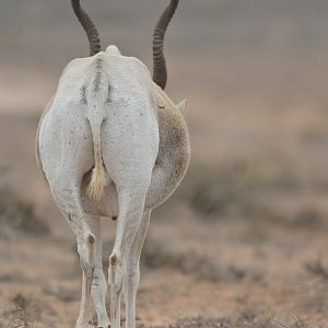 Addax (Addax nasomaculatus)