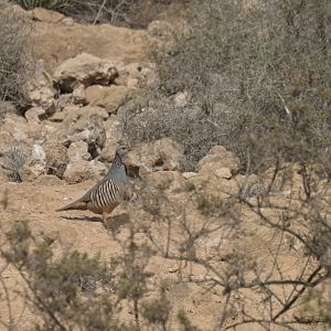 Barbary Partridge Alectoris barbara