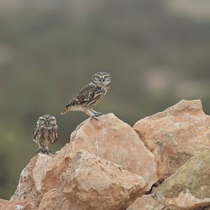 Little owl (Athene noctua)
