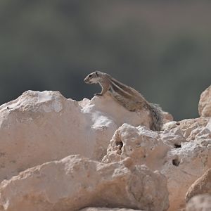 Barbary ground squirrel (Atlantoxerus getulus)