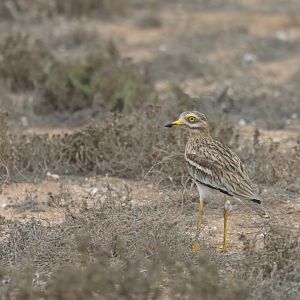 Eurasian Thick-knee Burhinus oedicnemus