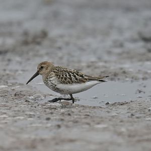 Sanderling Calidris alba