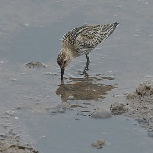 Curlew Sandpiper Calidris ferruginea
