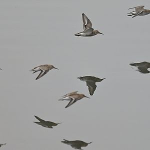 Curlew Sandpiper Calidris ferruginea